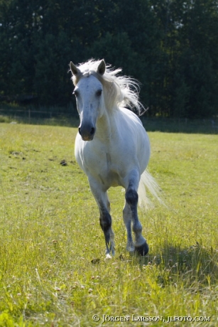 Lusitano