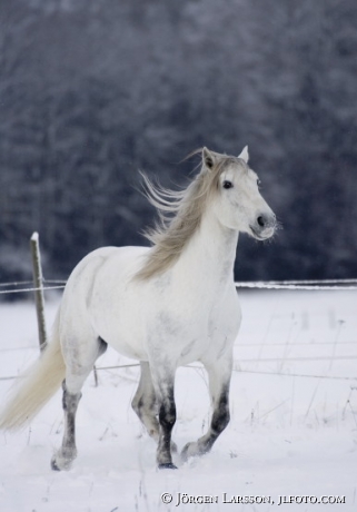 Lusitano