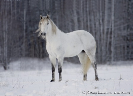 Lusitano