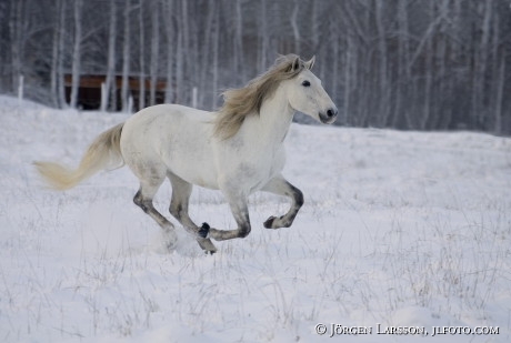 Lusitano