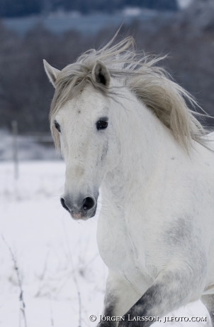 Lusitano