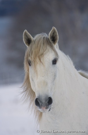 Lusitano