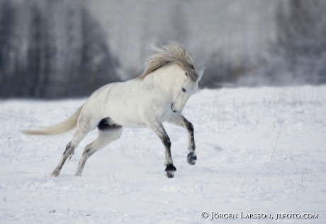 Lusitano