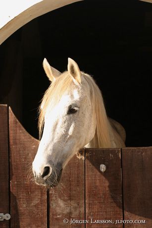 Lusitano Azorerna