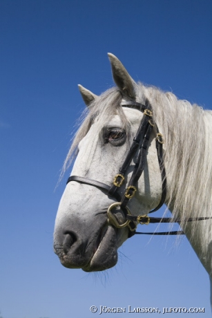 Lusitano