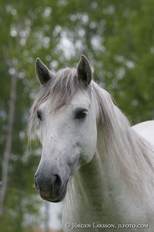 Lusitano