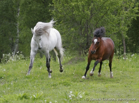 Lusitano and Gotland pony