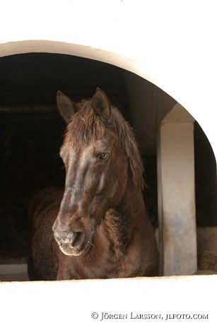 Lusitano horse Azorerna