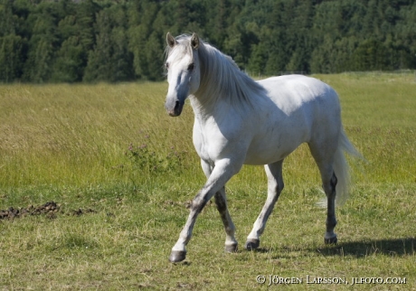 Lusitano