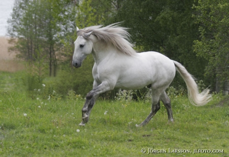 Lusitano