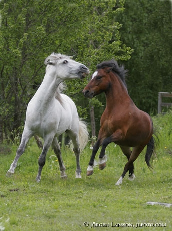 Lusitano and Gotland pony