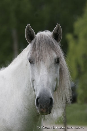 Lusitano