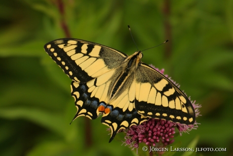 Butterfly Papilio machaon