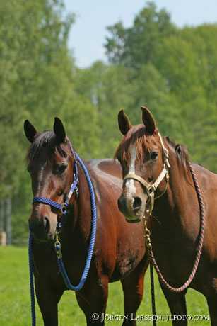 Swedish warmblood and Arab