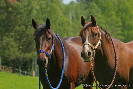 Swedish warmblood and Arab