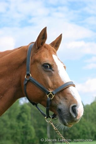 Swedish warmblod