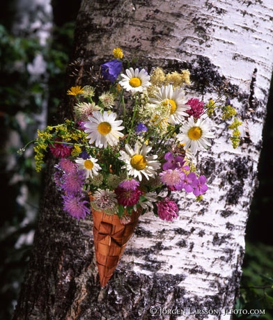 Midsummerflowers birch