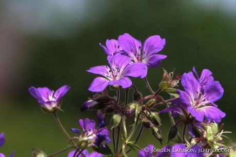 Midsummer flowers