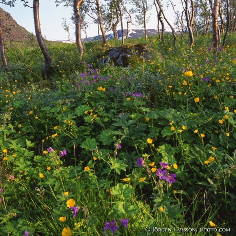 Midsummerflowers Karkevagge Lappland Sweden