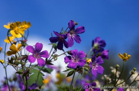 Summerflowers