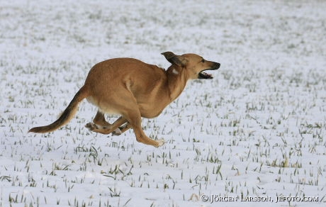 Running dog