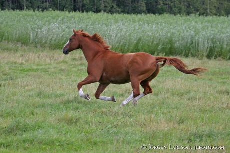 Swedish warmblood