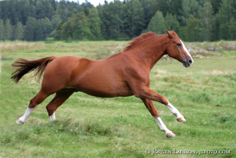 Swedish warmblood