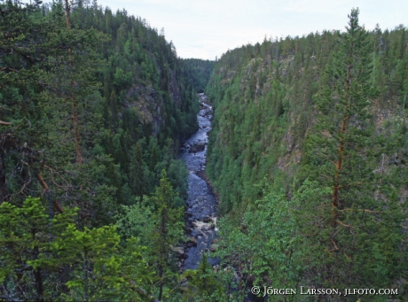 Muddus National park Lappland Sweden