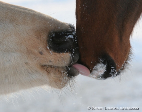 Horses