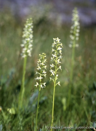 Platanthera bifolia Orchids