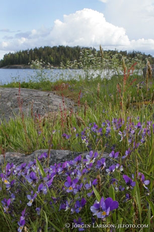 Viola tricolor Smaland Sweden