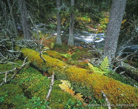 Njupean National Park Sweden