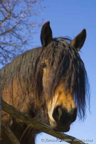 North Swedish Horse