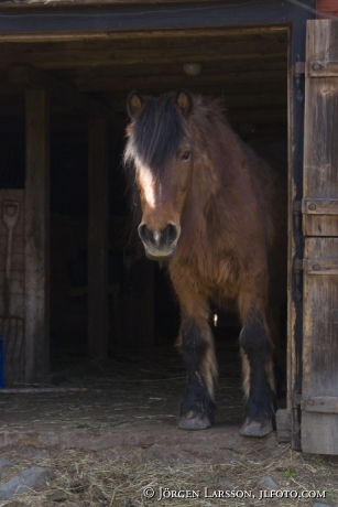 North Swedish Horse