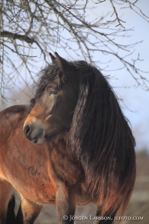 North Swedish Trotter