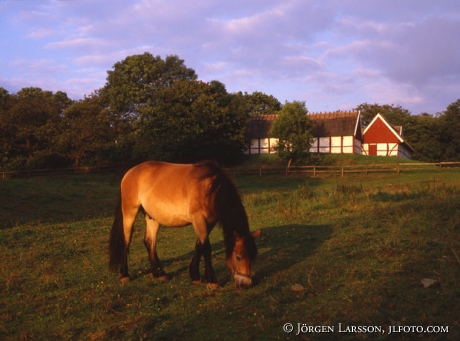 Horse at Himmelstorpet Skane