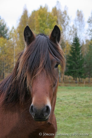 North Swedish Trotter