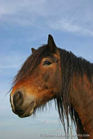 North Swedish Trotter