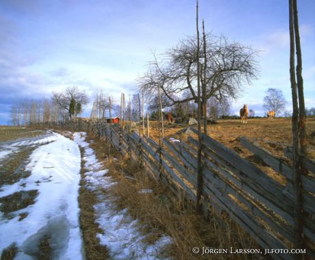 Horses Grodinge Sodermanland Sweden