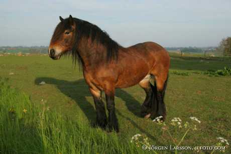 North Swedish Trotter