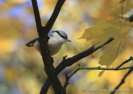 Nuthatch Sweden