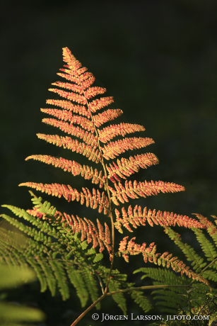 Fern