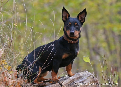 Lancashire Heeler dog