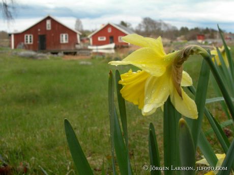 Påsklilja