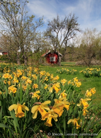 Narcissus Morko Sodermanland Sweden