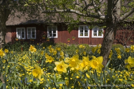 Springflowers Old house Skane