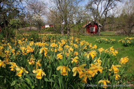 Narcissus Morko Sodermanland Sweden