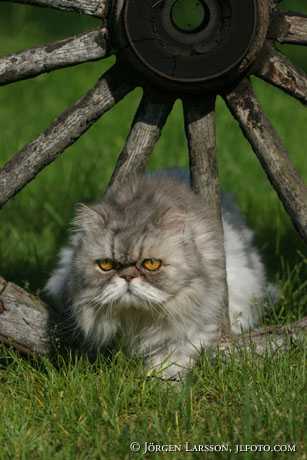 Cat Persian