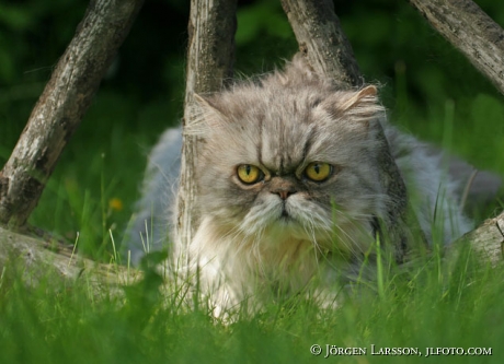 Persian cat