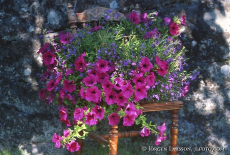 flowers on chair